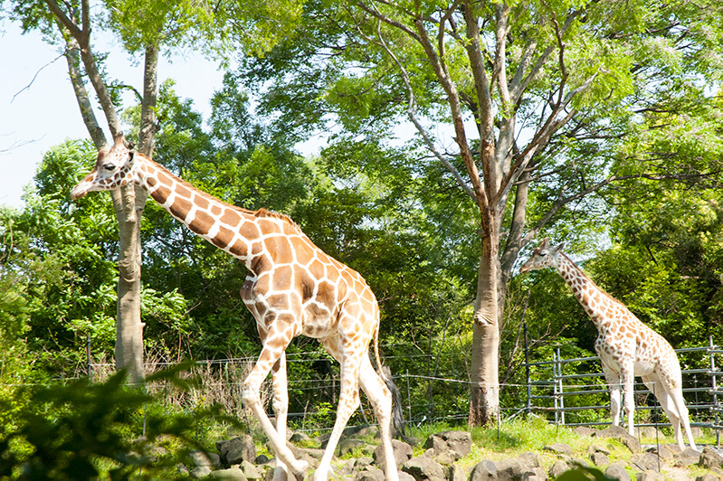 Tennoji Zoo